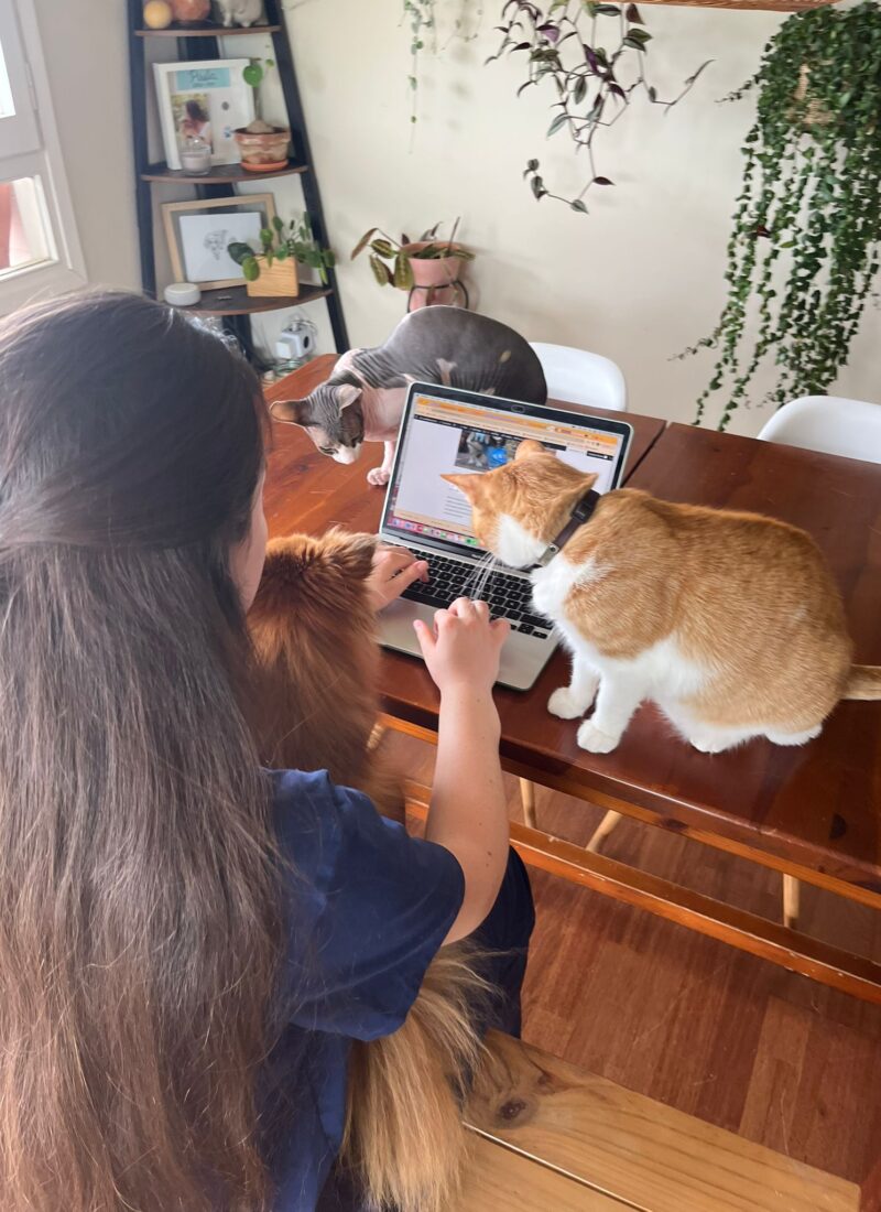 Welcome to Care like a Vet!