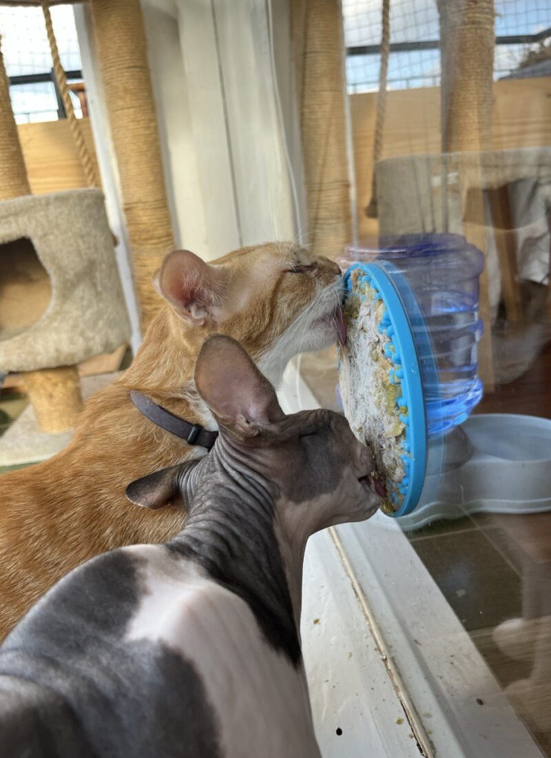 How to vary your pet’s diet: home-cooked dog and cat treat ideas