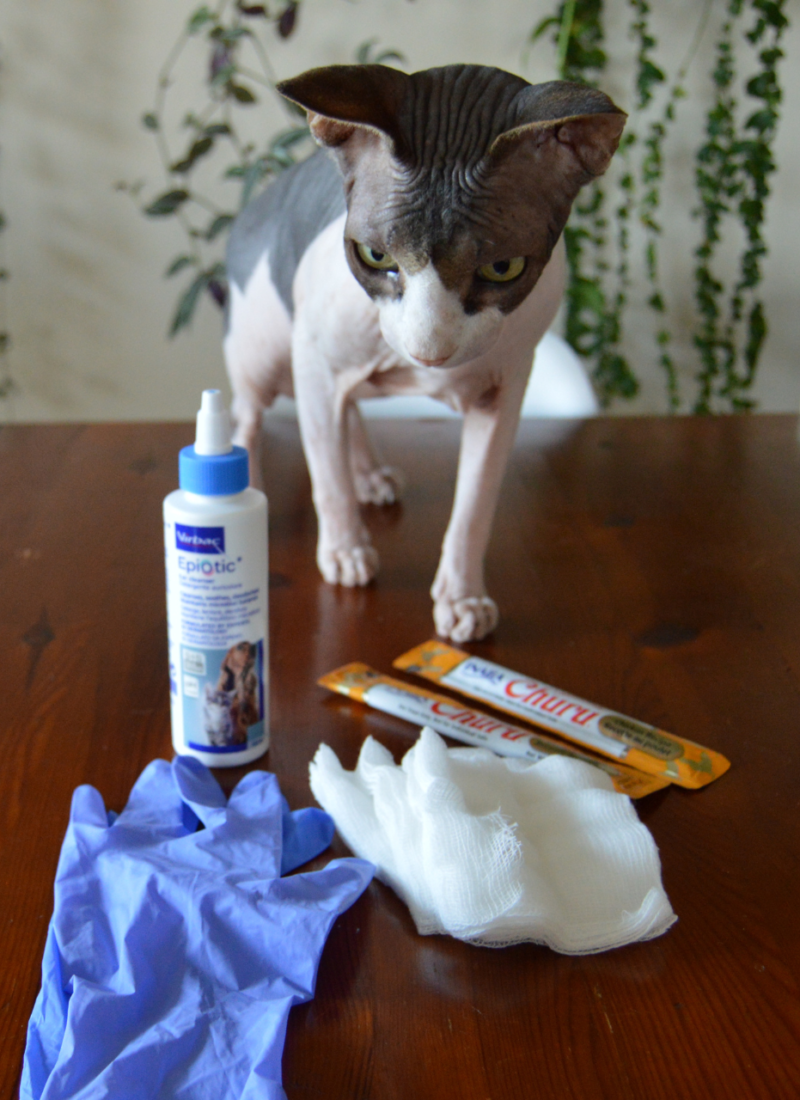 How to check and clean your dog or cat’s ears and prevent infections in 10 easy steps