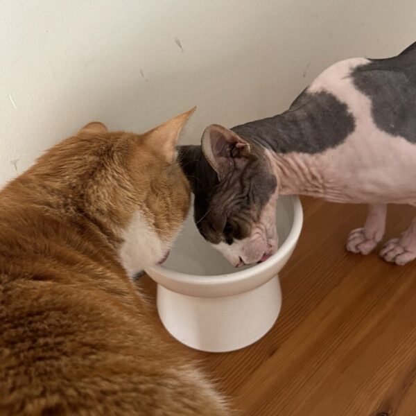 How to Increase Your Cat’s Water Intake