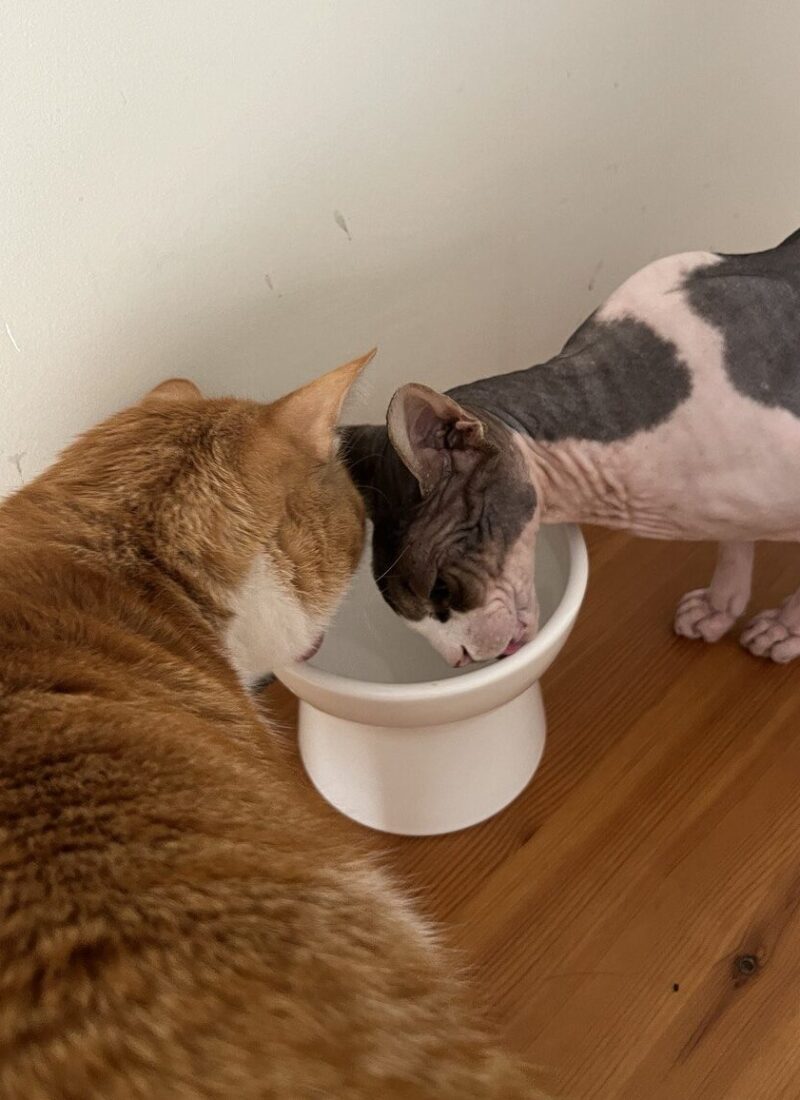 How to Increase Your Cat’s Water Intake