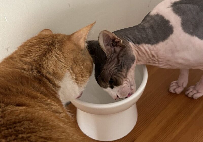 How to Increase Your Cat’s Water Intake