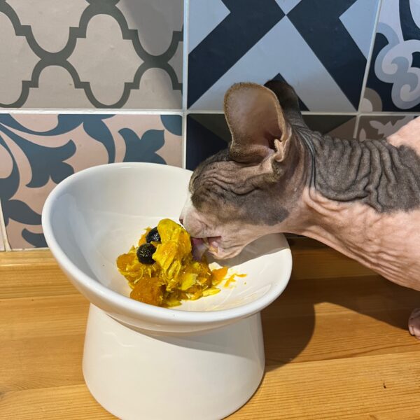 Homemade Pumpkin-Turmeric-Chicken-Blueberry Supplementary Cat and Dog Wet Food