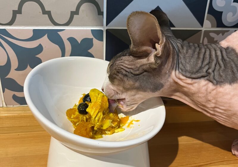 Homemade Pumpkin-Turmeric-Chicken-Blueberry Supplementary Cat and Dog Wet Food
