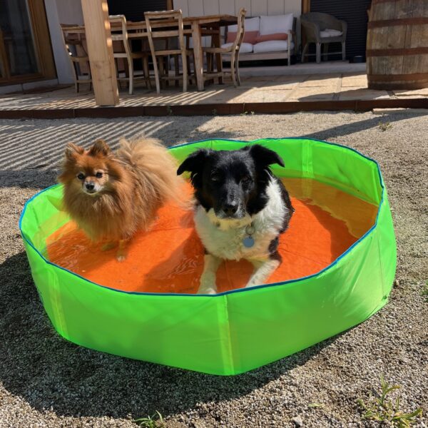 Essential Summer Tips to Keep Your Dog and Cat Cool at Home!