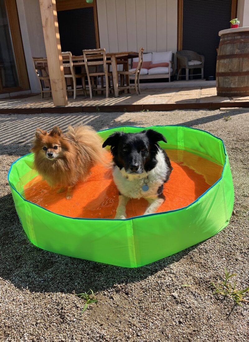Essential Summer Tips to Keep Your Dog and Cat Cool at Home!