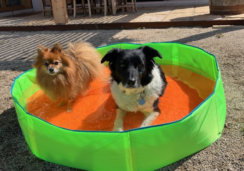 Essential Summer Tips to Keep Your Dog and Cat Cool at Home!